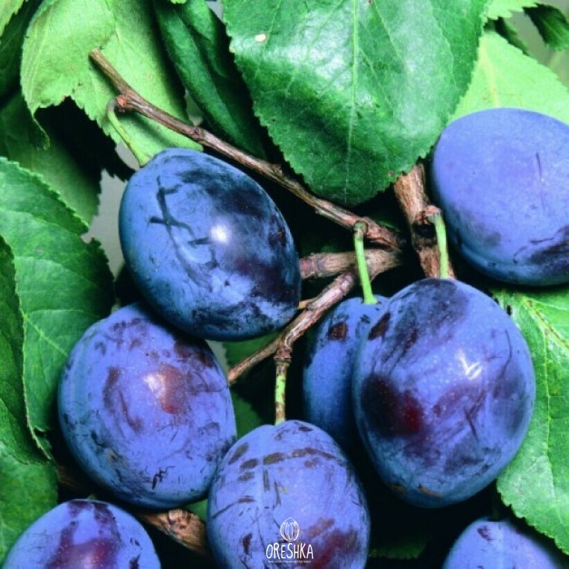 Seeds of Plum black medium fruits (Prunus nigra) — 5 pcs