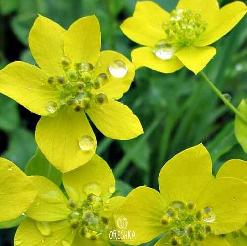 Seeds of Golden volodushka (Bupleúrum auréum) — 50 pcs