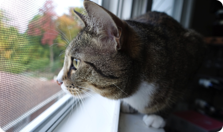 Москитные сетки антикошка. Все виды москитных сеток в Томске в компании БизнесОкна, ремонт, изготовление, установка.