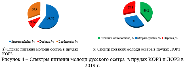 Спектры питания молоди русского осетра в прудах КОРЗ и ЛОРЗ в 2019 г.