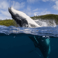 Завтракать под дыхание китов