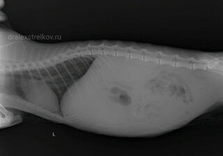 Фотография рентгена кошки с инфекционным перитонитом, ветеринар александр стрелков