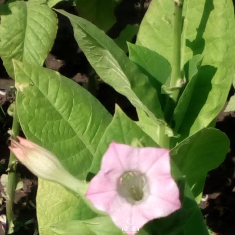 Seeds of Tobacco Virginia 24 (Nicotiana tabacum) — 300 pcs