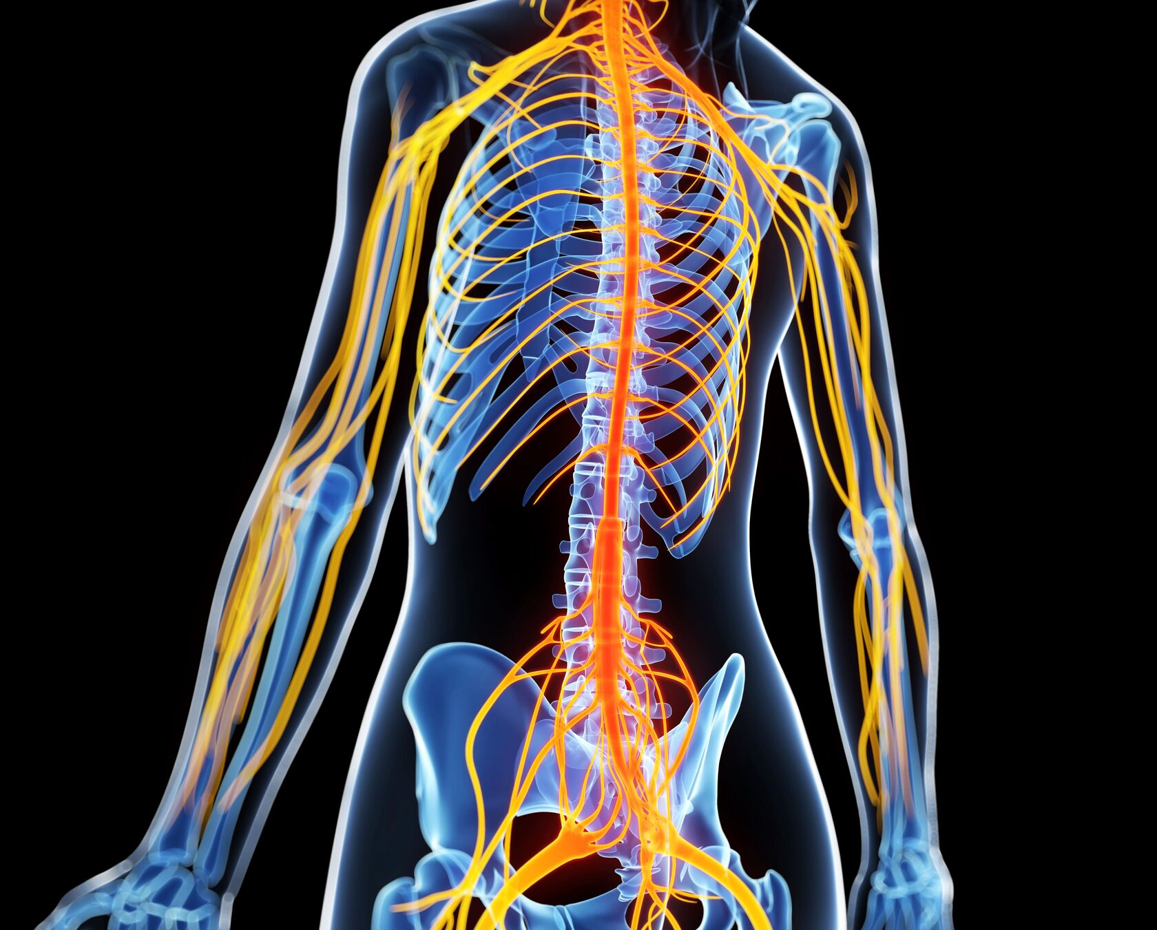 позвоночник