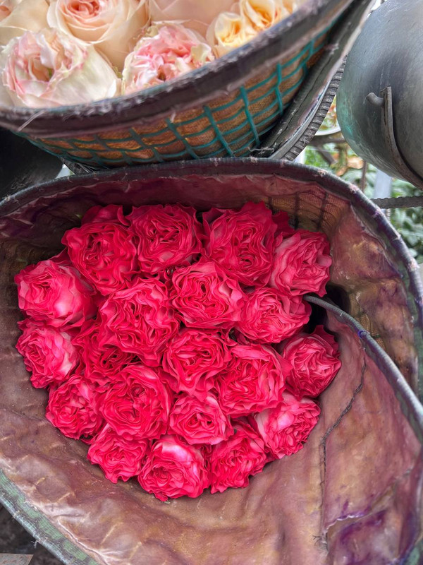 Eco Roses выращивает розы премиум- и суперпремиум класса