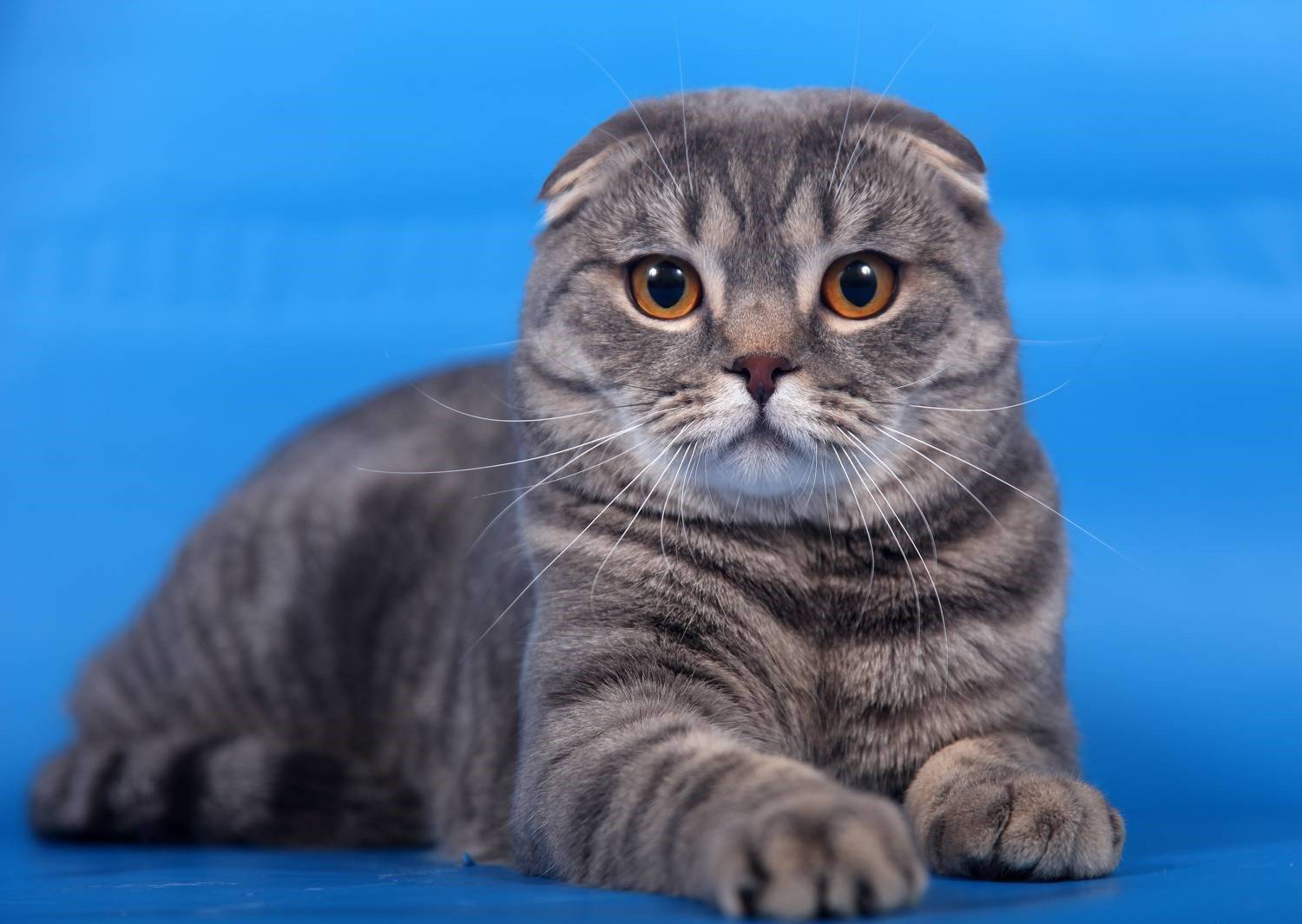 Скотиш фолд