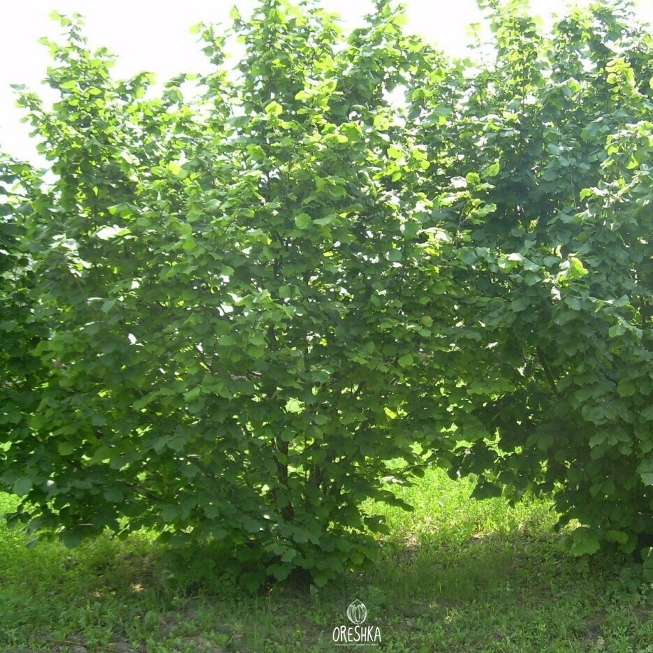 Corylus maxima Ladyfingers kernel pinkish yellow peel 52 percent yield