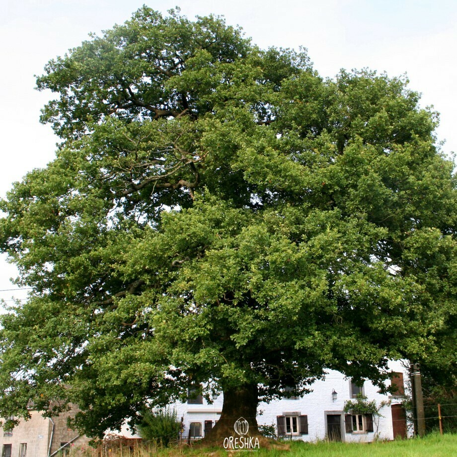 Quercus robur deeply furrowed bark ancient oak trunk texture close up