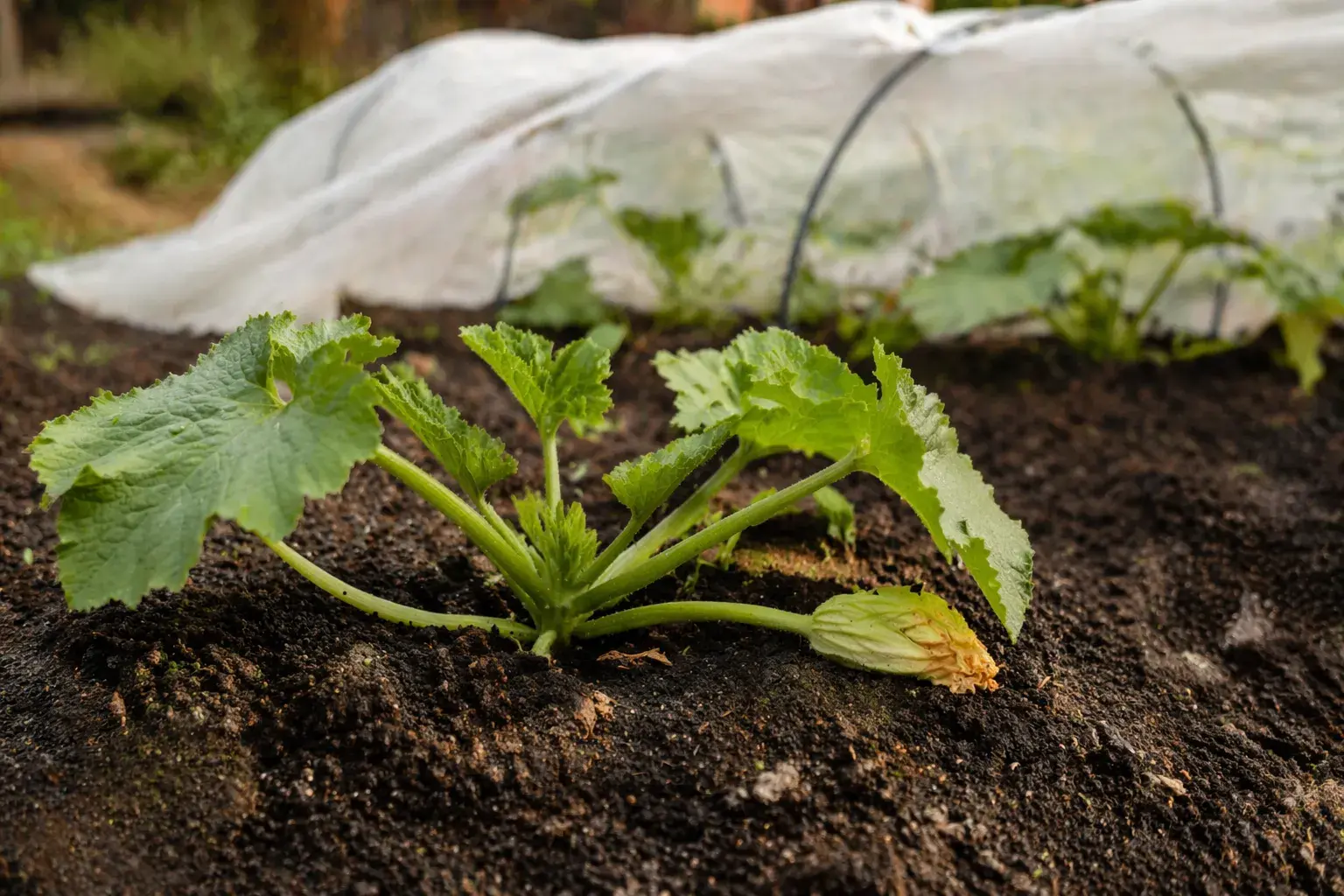 Когда сажать кабачки весной