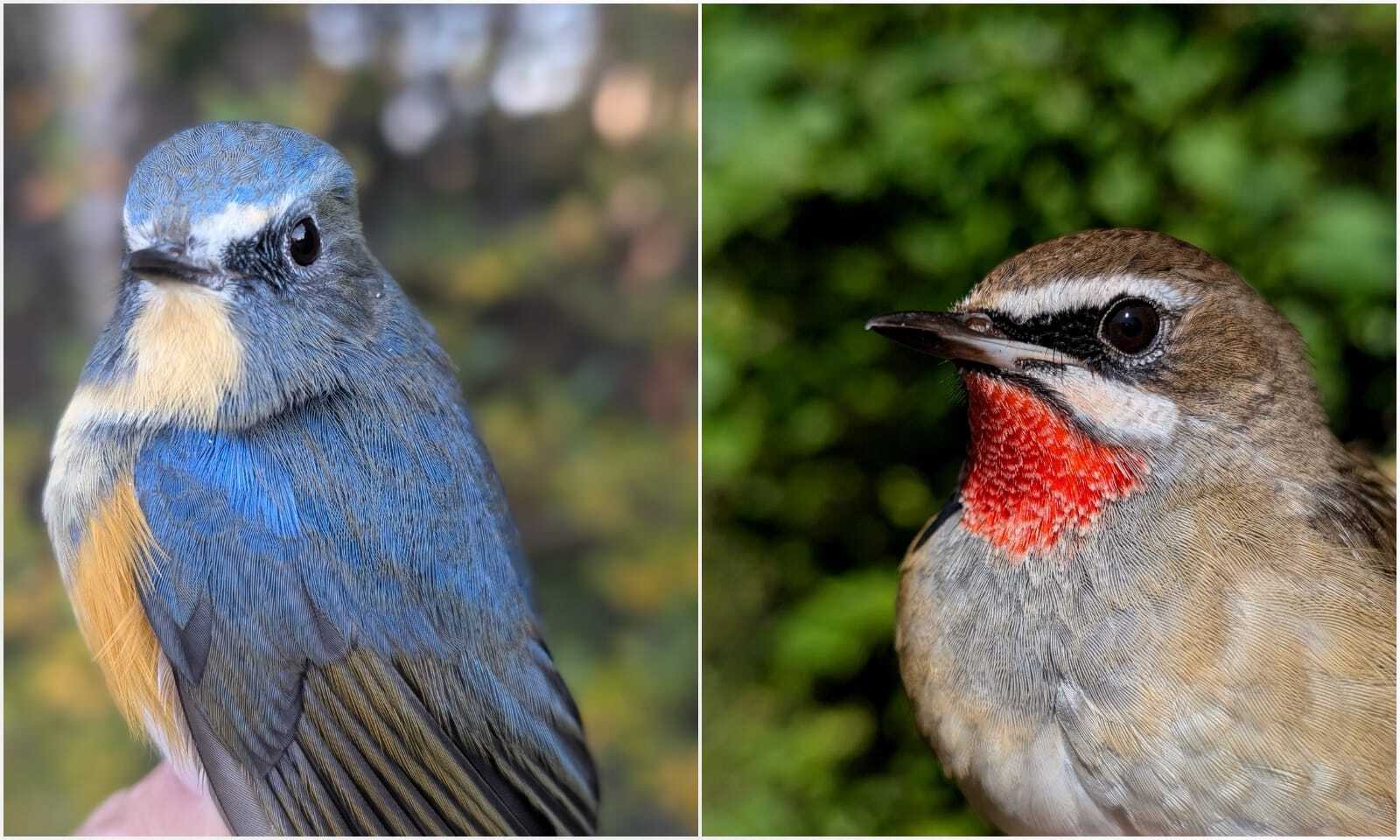 Станция кольцевания птиц Байкальская