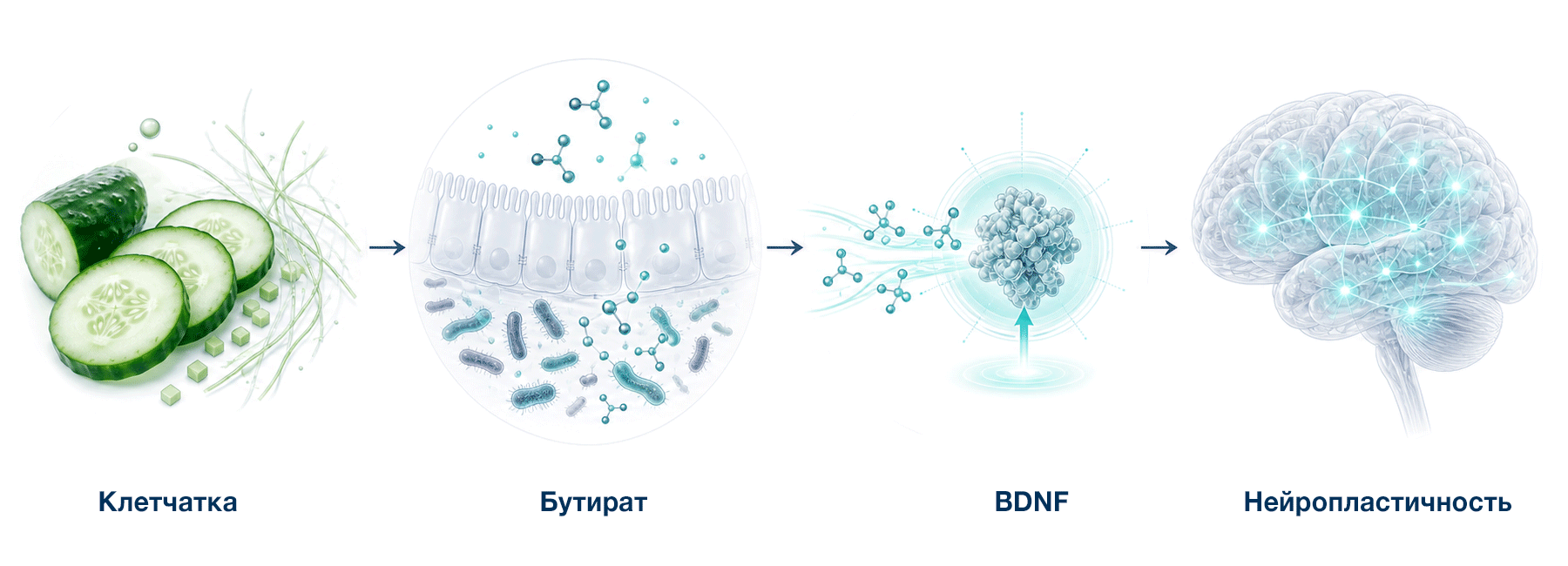 Цепочка клетчатка - полезные бактеии - бутират - BDNF - мозг