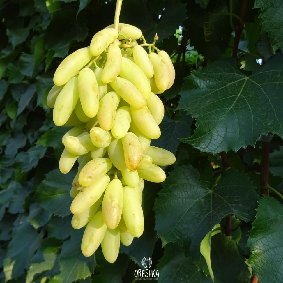Seeds of Green grape Husayn (Vítis) — 10 pcs