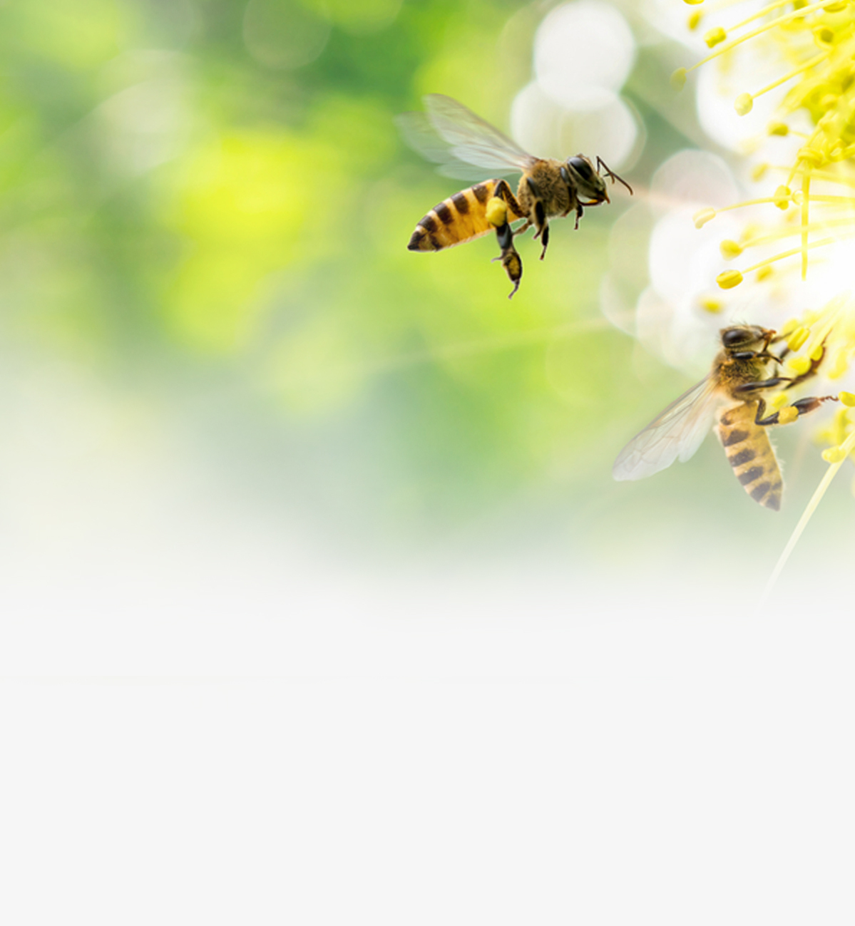 Красивый белый цветок раскрылся и манит пчёл, которые летят к нему, чтобы собрать пыльцу для наивкуснейшего мёда