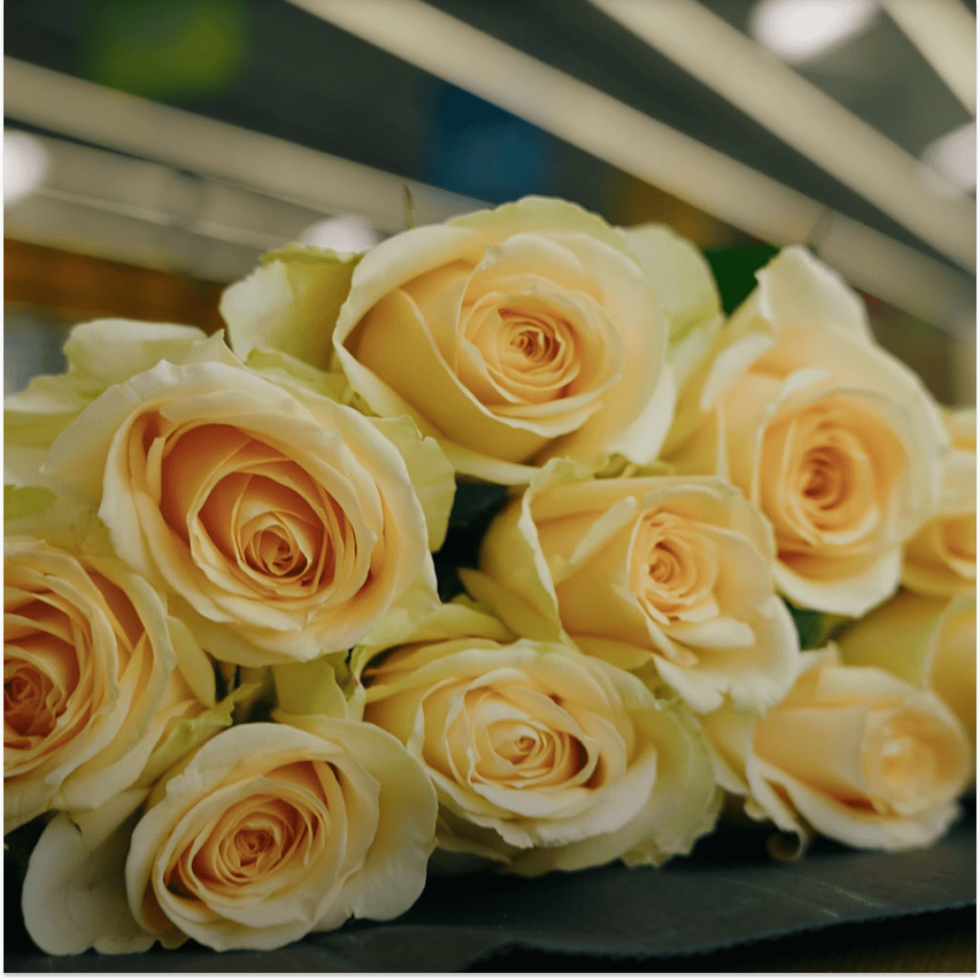 Розы Peach Avalanche из Китая: обзор цветов и сравнение