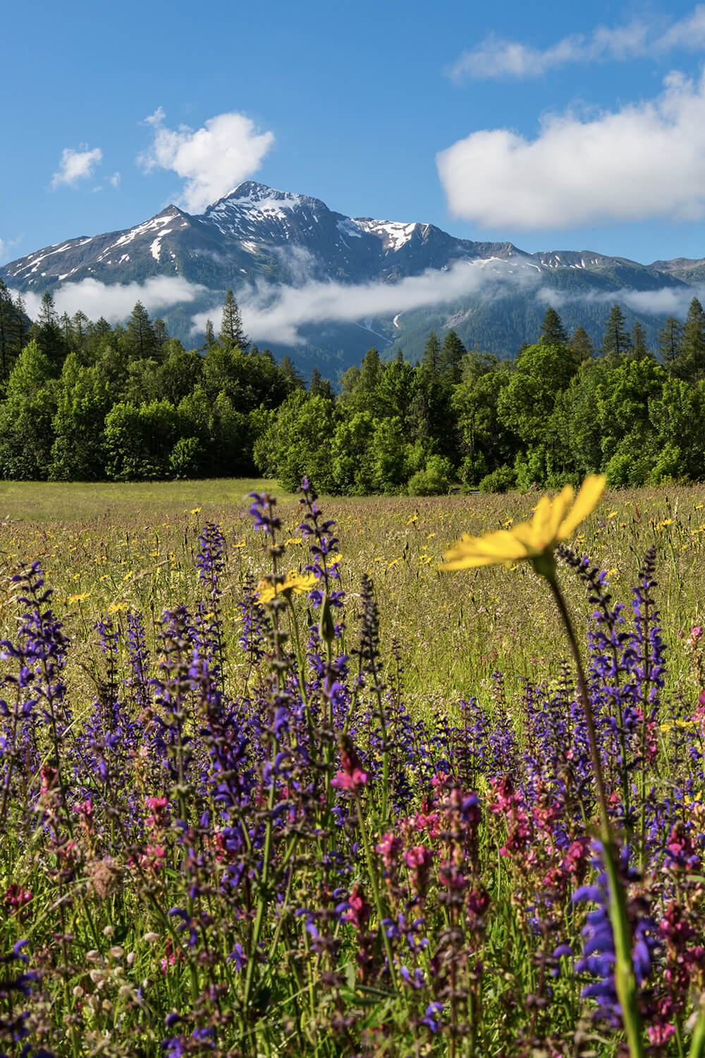 nature, photography, tayka, landscapes, mountain, flowers