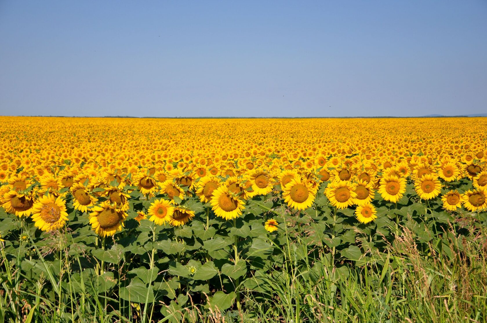 photo.jpg