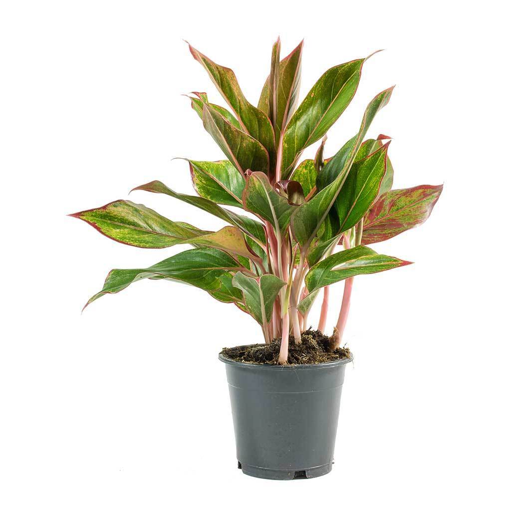 Garden Plants Интернет Магазин Растений Отзывы Покупателей