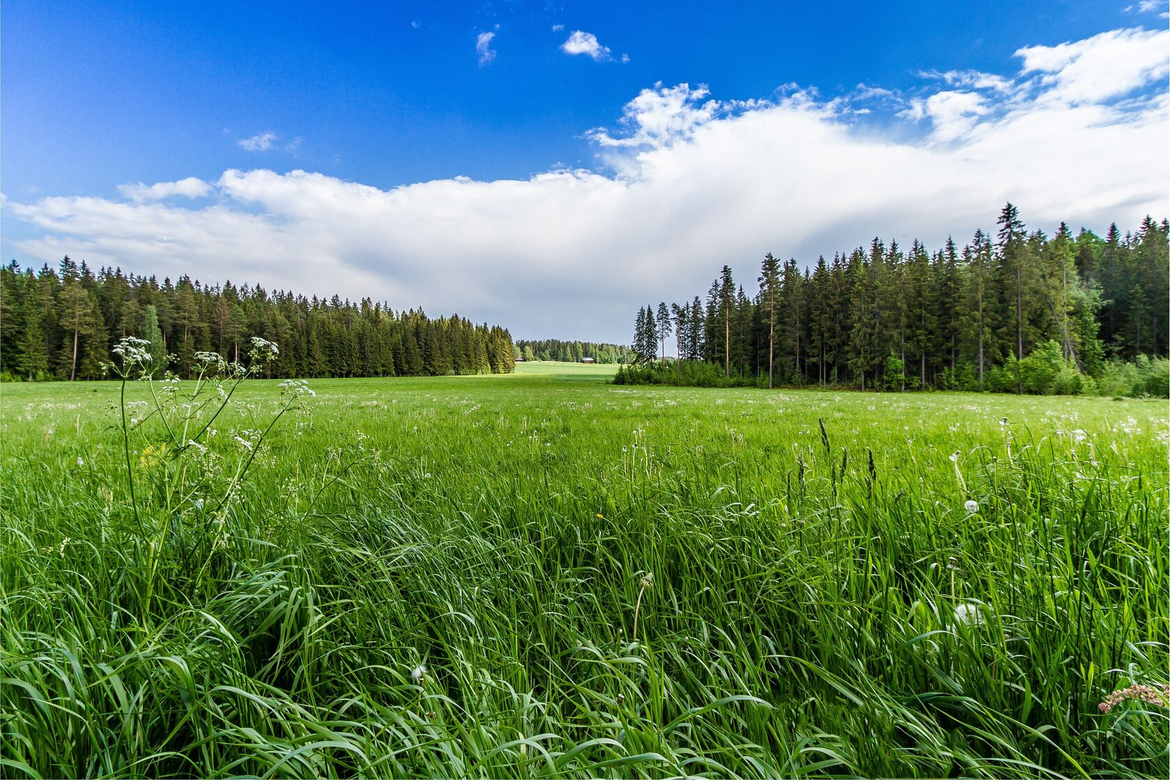 Фото земли с травой