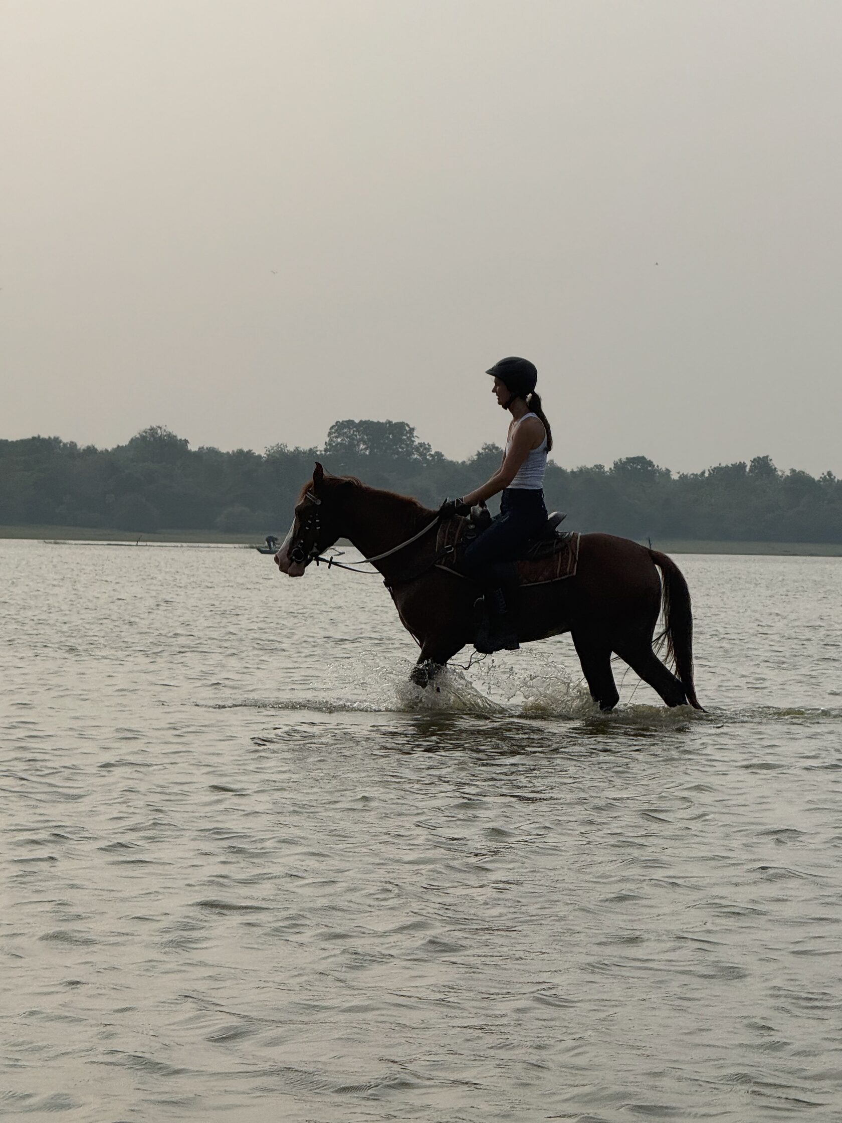 Marwari and Sindhi horse context for Vonfidel Ranch, showing the breeds and adaptation questions behind riding horses in Sri Lanka.