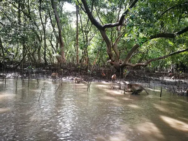 Обезьяны на корягах в мангровых зарослях у воды реки обезьян