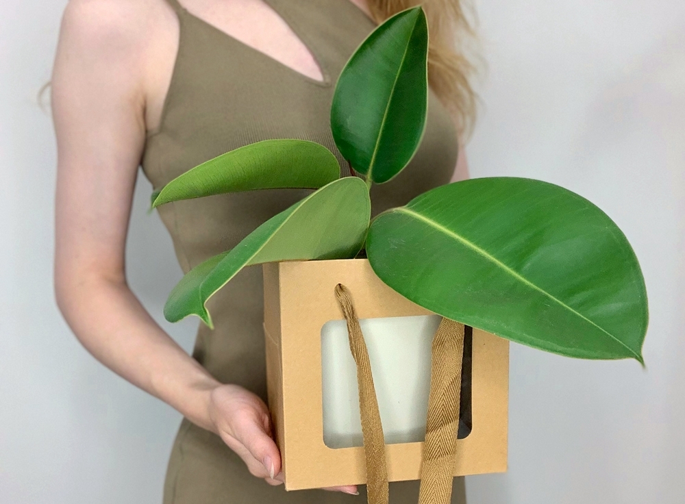 Инструкция по уходу фикусом / Buket29.ru