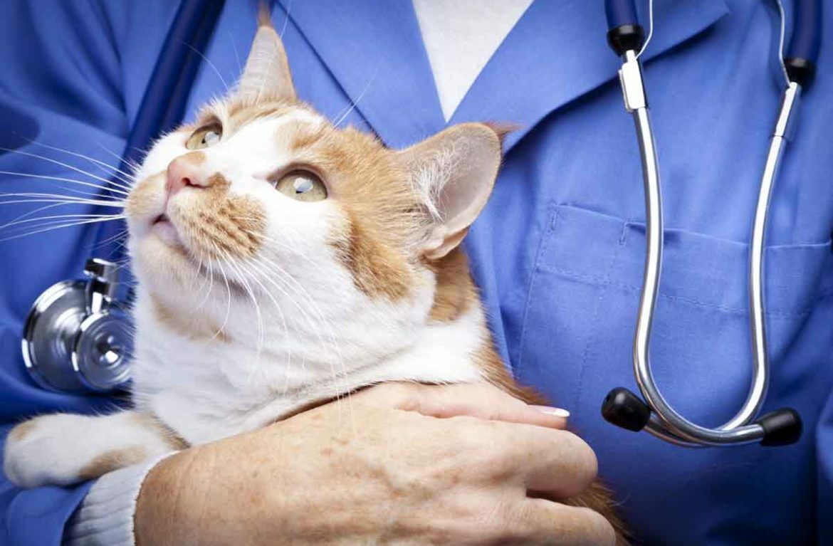 Рентген коту, рентген кота, рентген лапы кота, сделать рентген коту, рентген кошки, рентген кошки цена, сделать рентген кошке