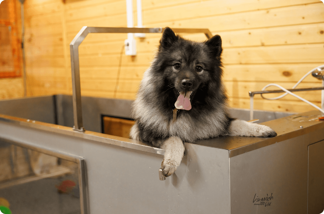 Ветеринарная клиника, ветклиника, реабилитационный центр для животных