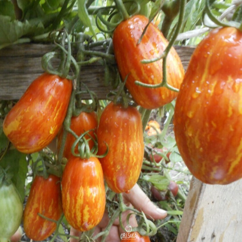 Seeds of Tomato Madness Kasadi (solanum lycopersicum) — 10 pcs