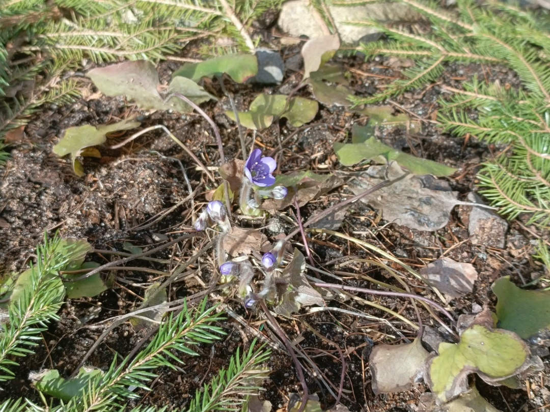 Печёночница благородная (Hepatica nobilis Mill.) закладывает цветочные почки с осени, поэтому зацветает рано весной, дендрарий заповедника Кивач, фото С. Милевской
