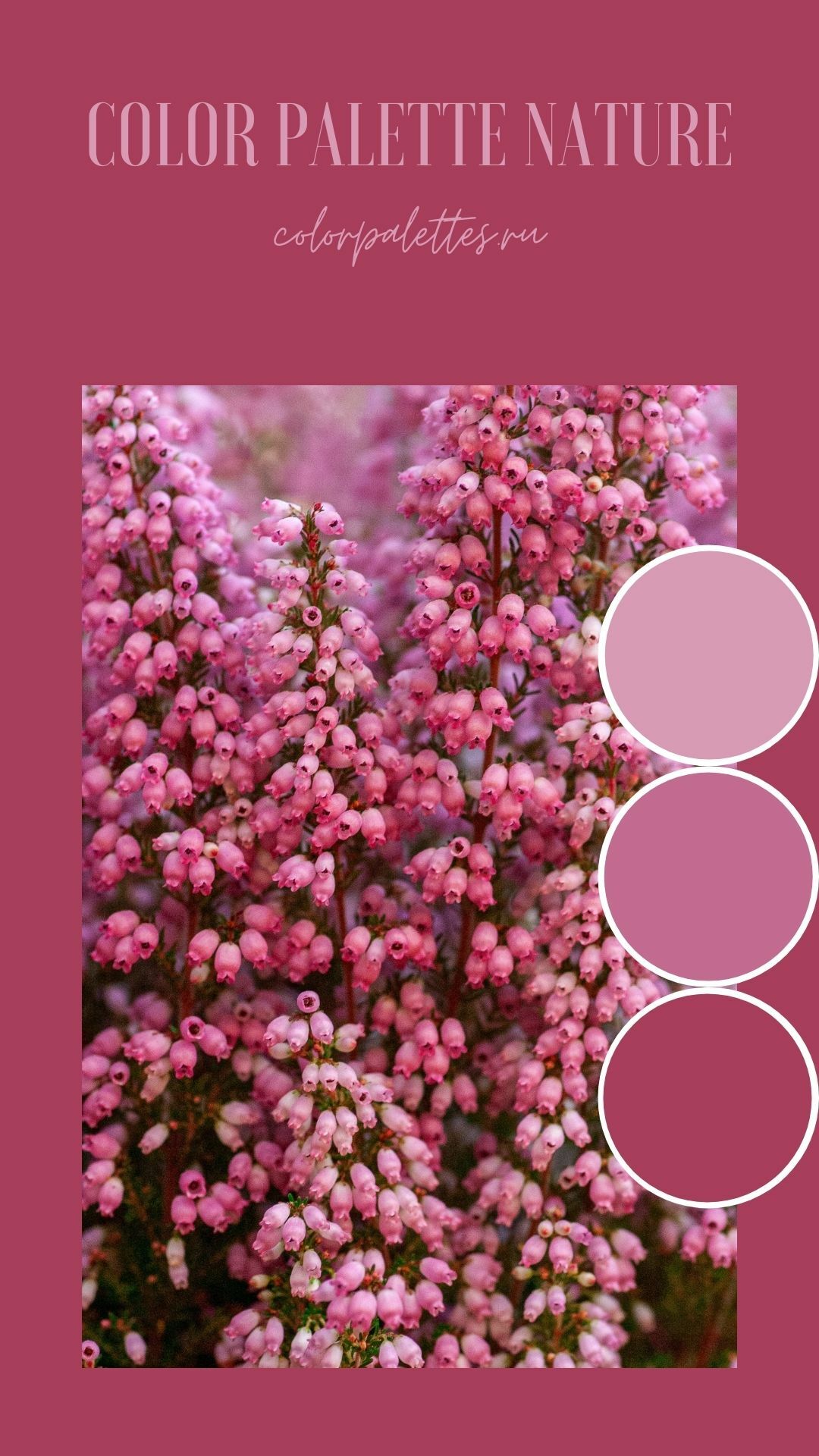 Pink flowers palette