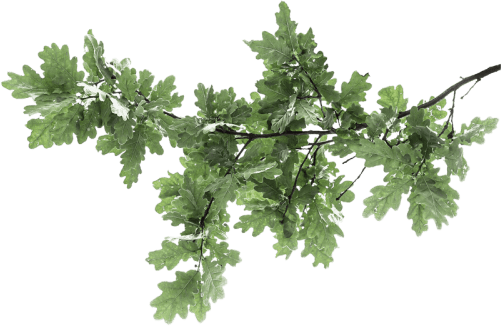 Ветка с листьями дуба