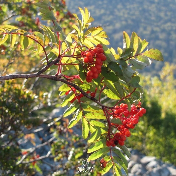 Mountain ash. Рябина Магадан. Рябина Дальневосточная кустовая. Рябина в горах. Горная рябина.