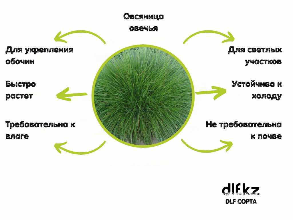 Овсяница Овечья Купить Семена