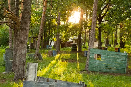 База гагарино. Гагарино Дзержинск беседки. Поселок Желнино Дзержинск. Лагерь Гагарино Дзержинск. Нижегородская обл. Г.Дзержинск, п.Желнино.