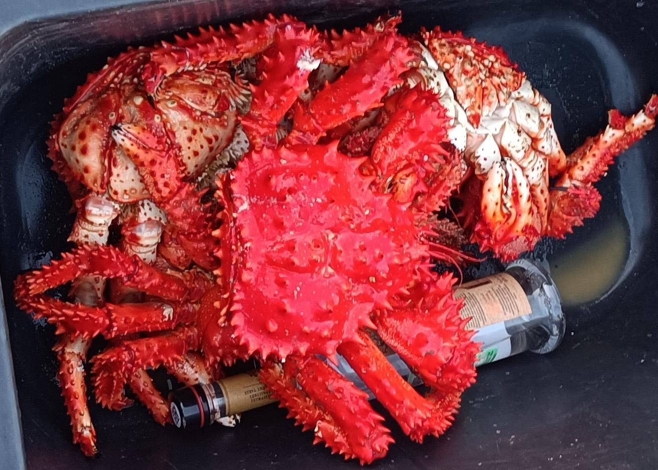 Сахалин и Кунашир: гастрономическое путешествие