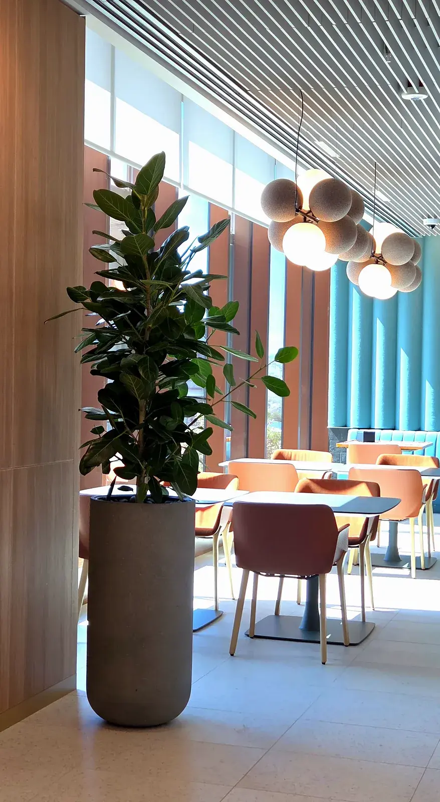 A rubber tree in a tall column planter at the edge of the cafeteria seating