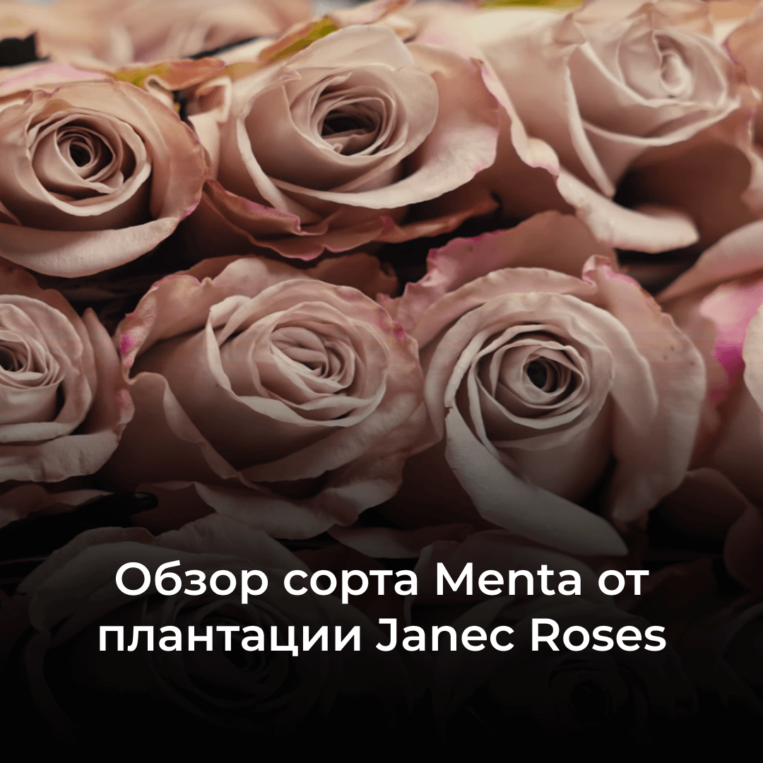 Как купить розы оптом от кенийской плантации «Hanna Roses».