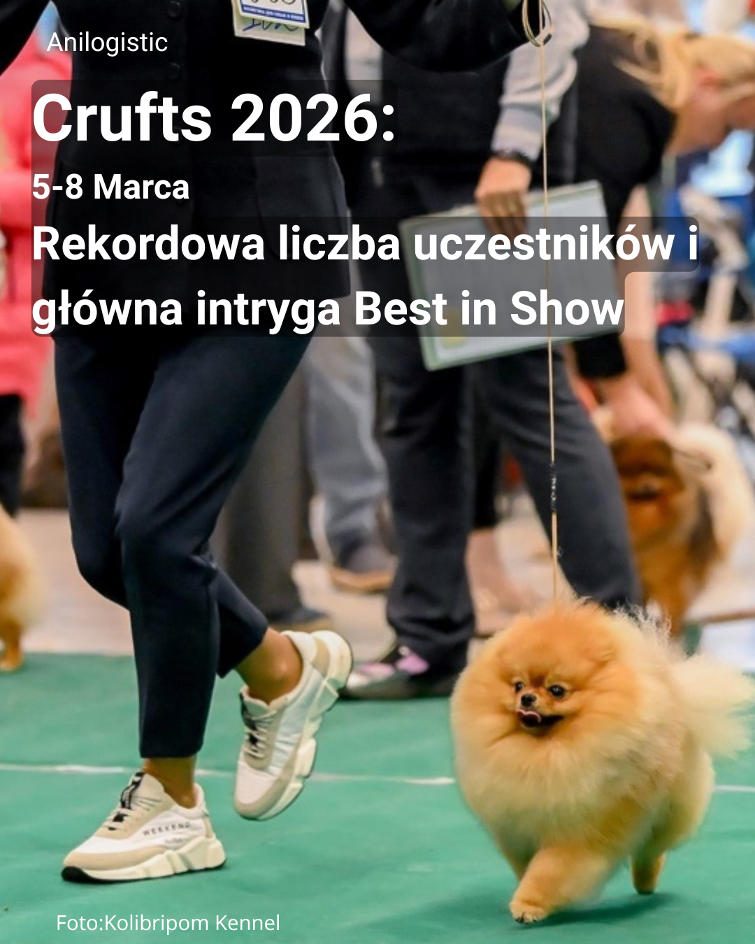 Crufts 2026 w Birmingham — największa wystawa psów na świecie z rekordową liczbą uczestników