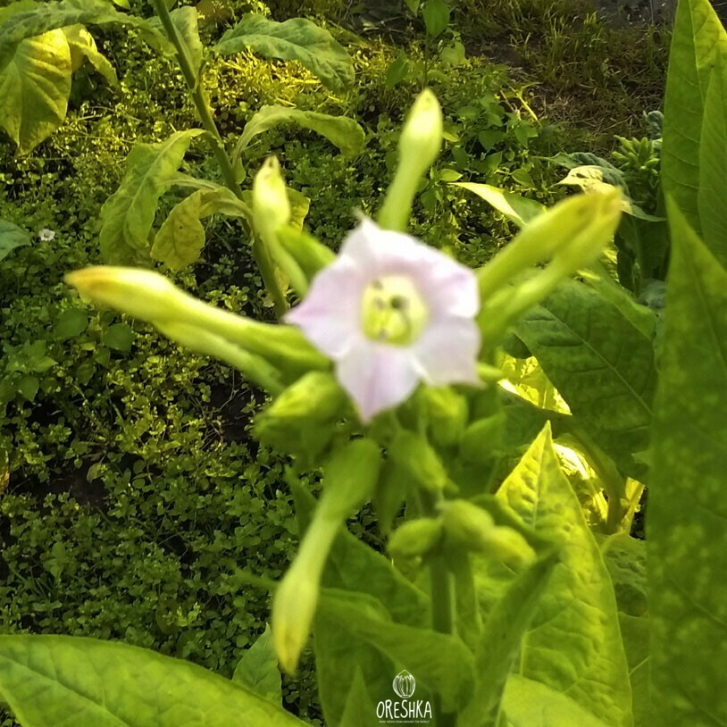 Seeds of Tobacco Holly (Nicotiana tabacum) — 300 pcs
