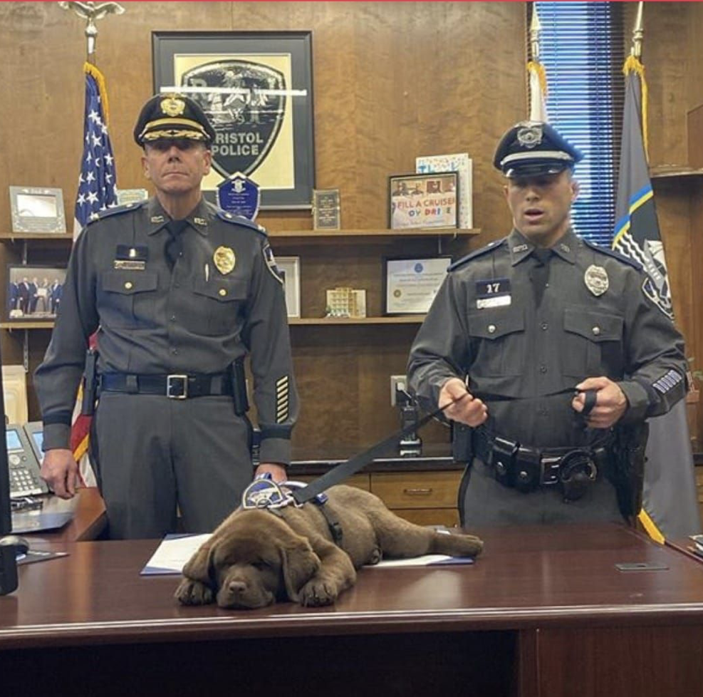 щенок офицены