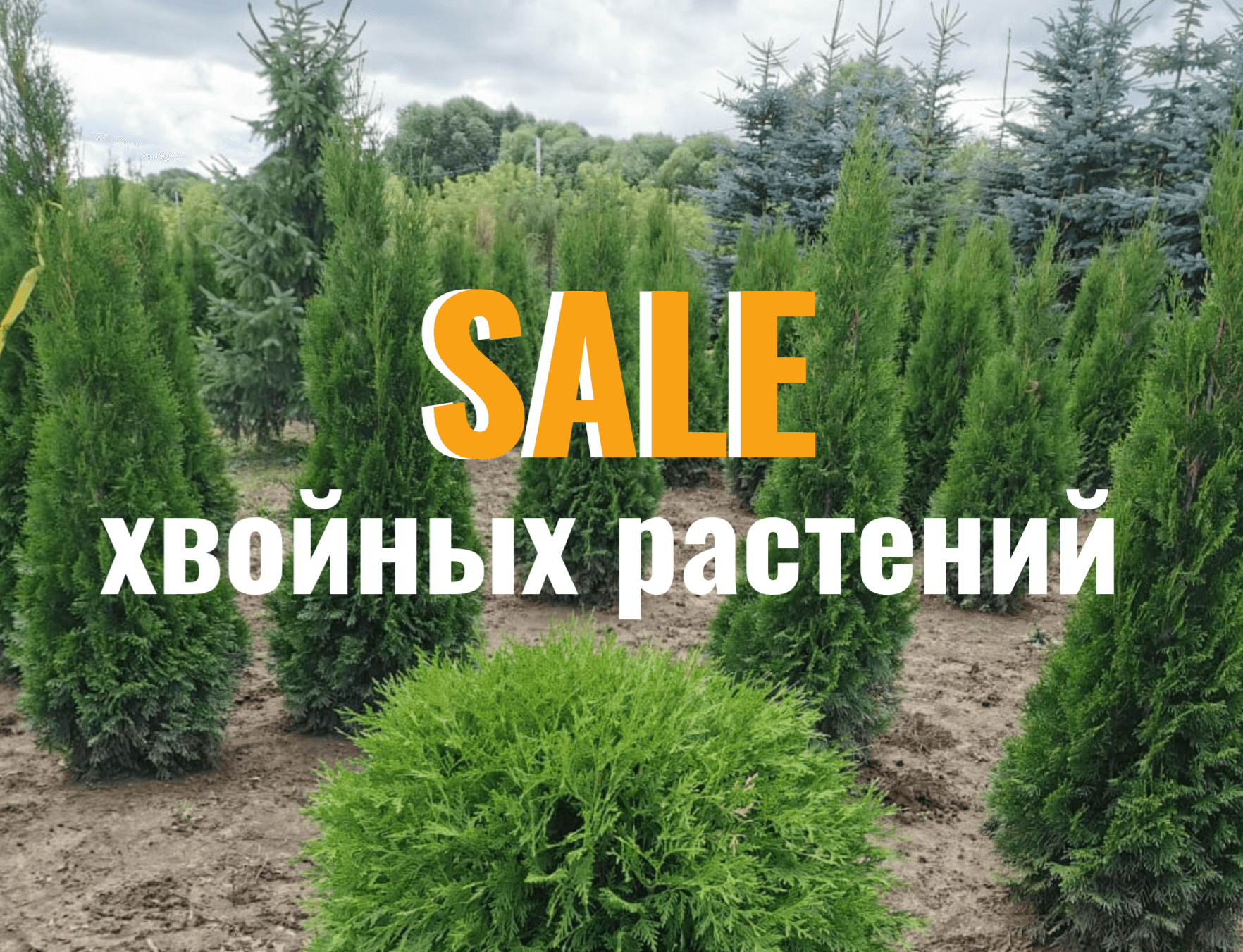 ООО "ФР Палисад" - Рулонные газоны, растения, ели, сосны, можжевельники.