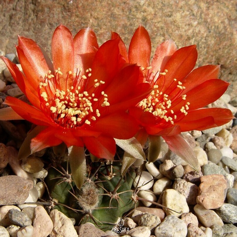 Seeds of Cactus Lobivia salitrensis BLMT 63.01 (Lobivia salitrensis BLMT 63.01) — 10 pcs