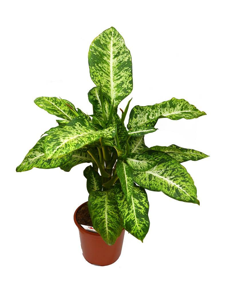 Диффенбахия компакта Dieffenbachia compacta