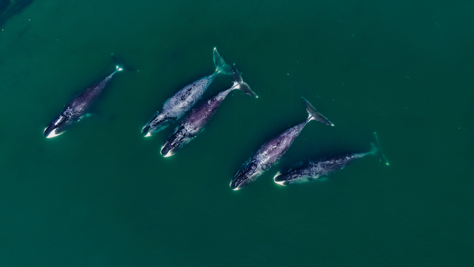 Гренландские киты в Китовой гавани