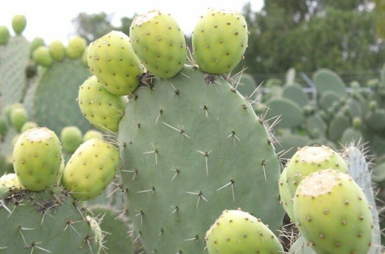 Opuntia ficus-indica (Опунция индийская, Опунция инжирная) 2шт Сбор 22г