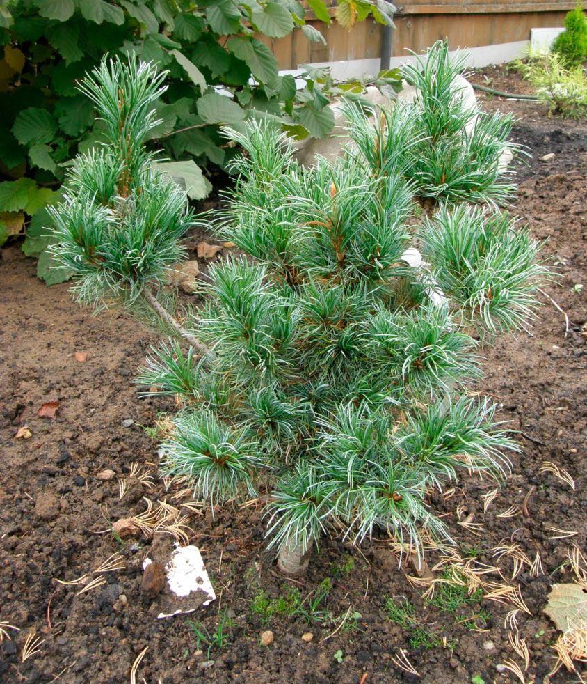 Хвойная коллекция. Кедровый стланик (Pinus pumila). Кедровый стланик Jeddeloh. Сосна Кедровая стланиковая/Pinus pumila. Пинус Пумила Венус.