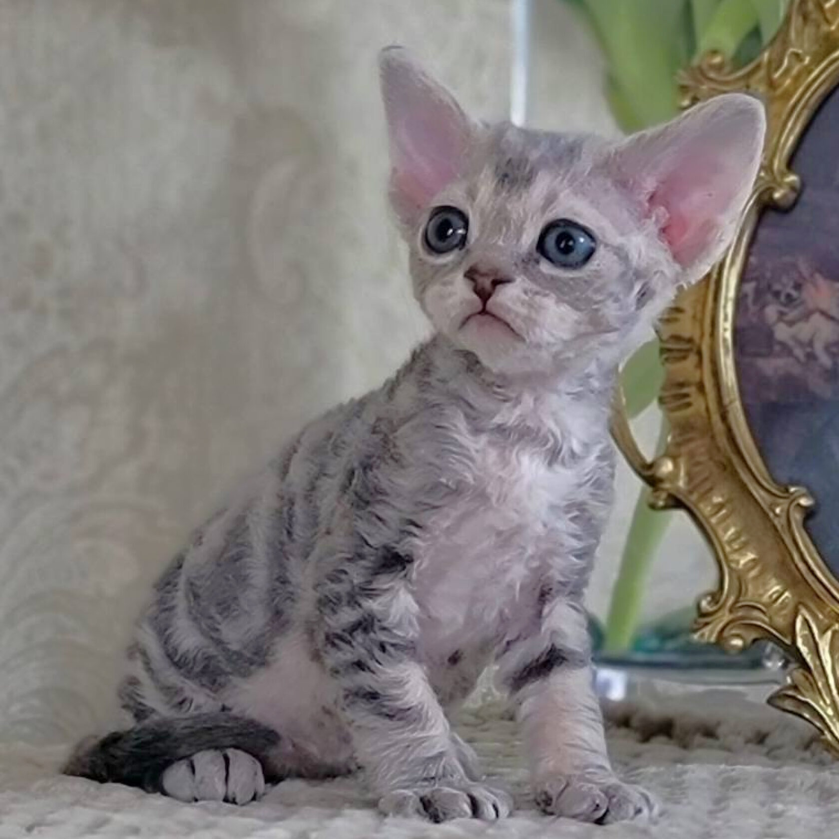 Devon-Rex