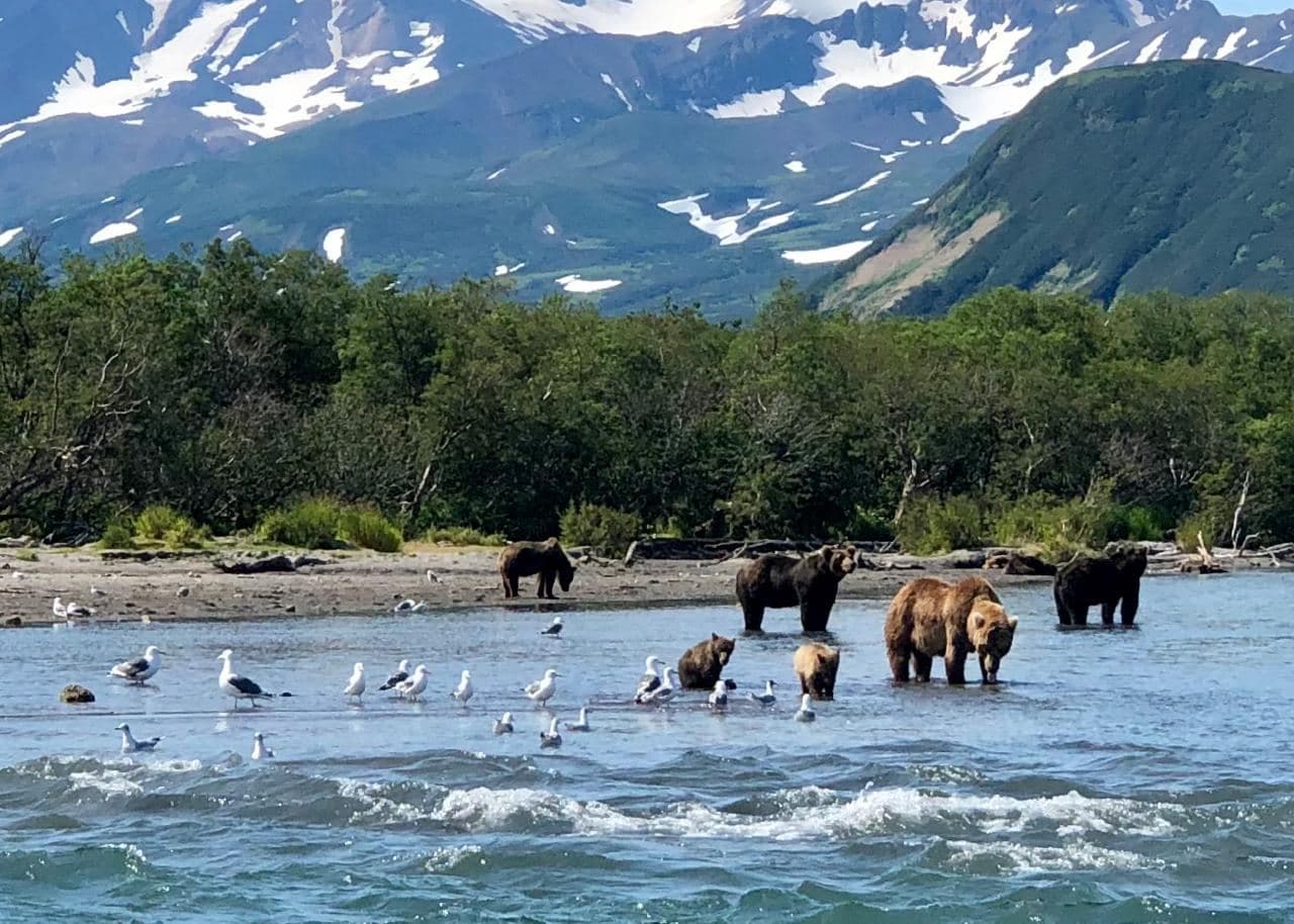 Камчатка зеленая. Курильское озеро камчатка медведи. Тур на курильское озеро. Курильское озеро экскурсия. Кордон озерный камчатка.