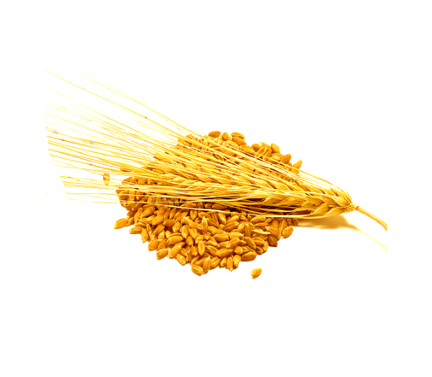 Картинка ячмень на прозрачном фоне