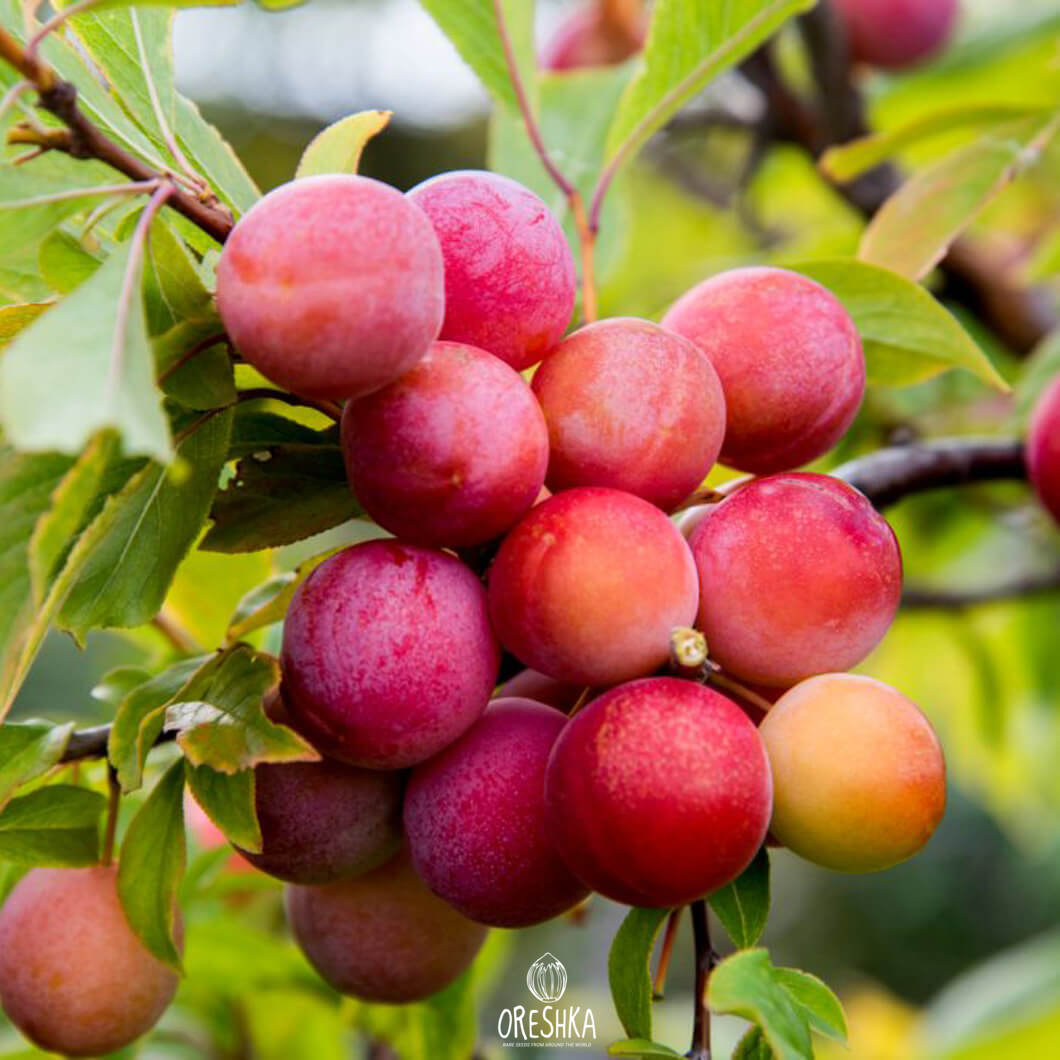 Seeds of Cherry plum (Prúnus cerasífera) — 5 pcs
